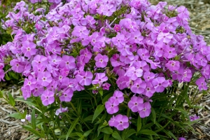 Phlox paniculata 'Baby Doll Pink' 